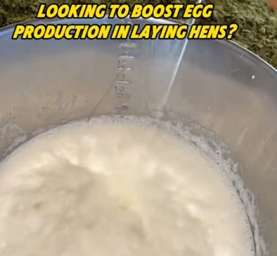 Tražite povećanje proizvodnje jaja u polaganju pilića?